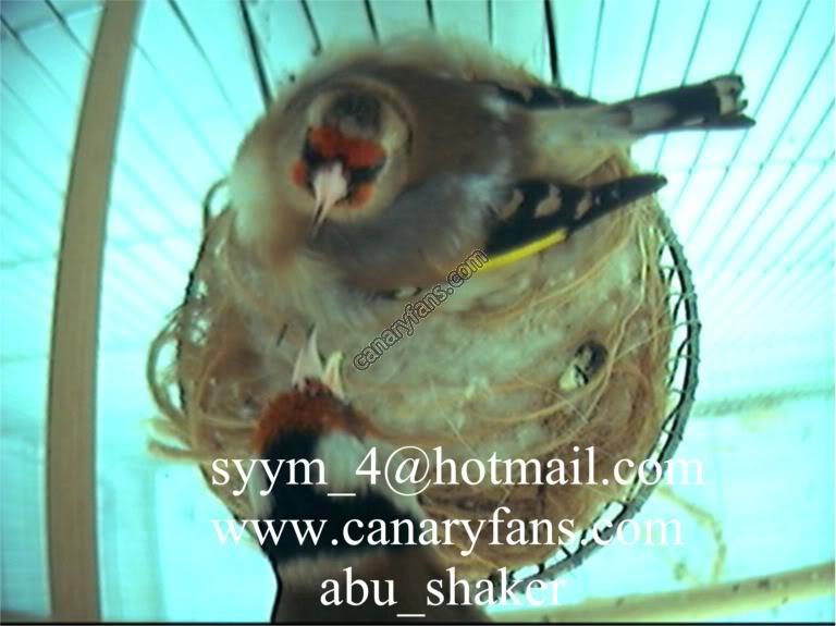 صورة