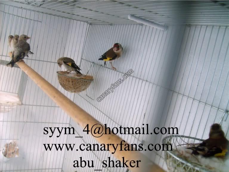 صورة