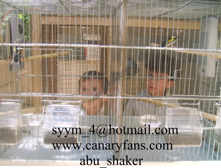 صورة
