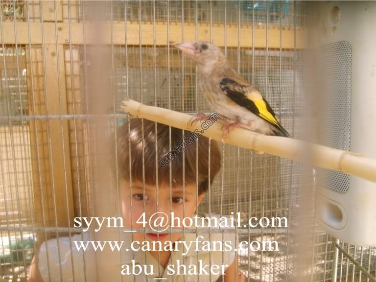 صورة