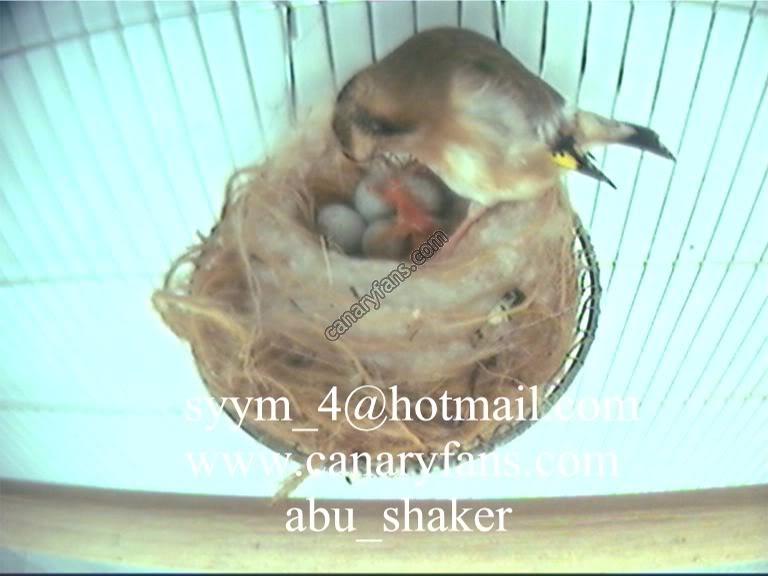 صورة