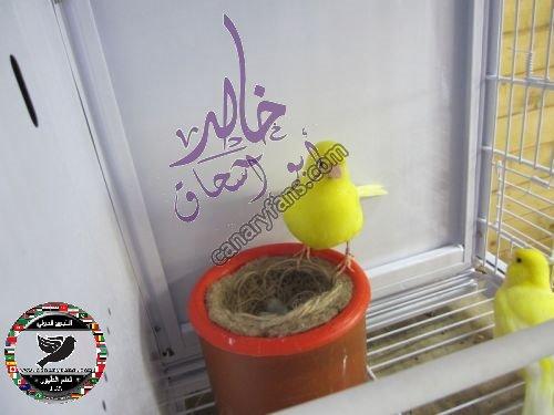 صورة