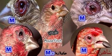 صورة