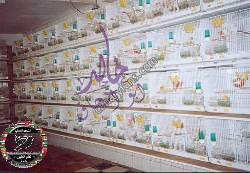 صورة