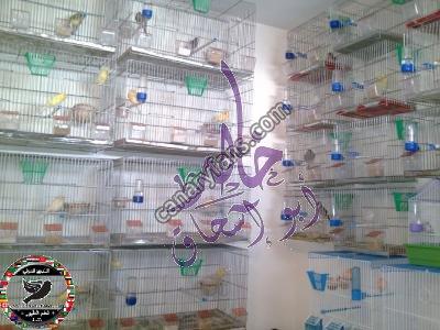 صورة