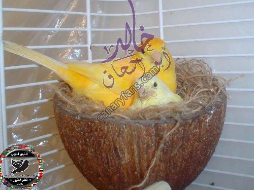 صورة