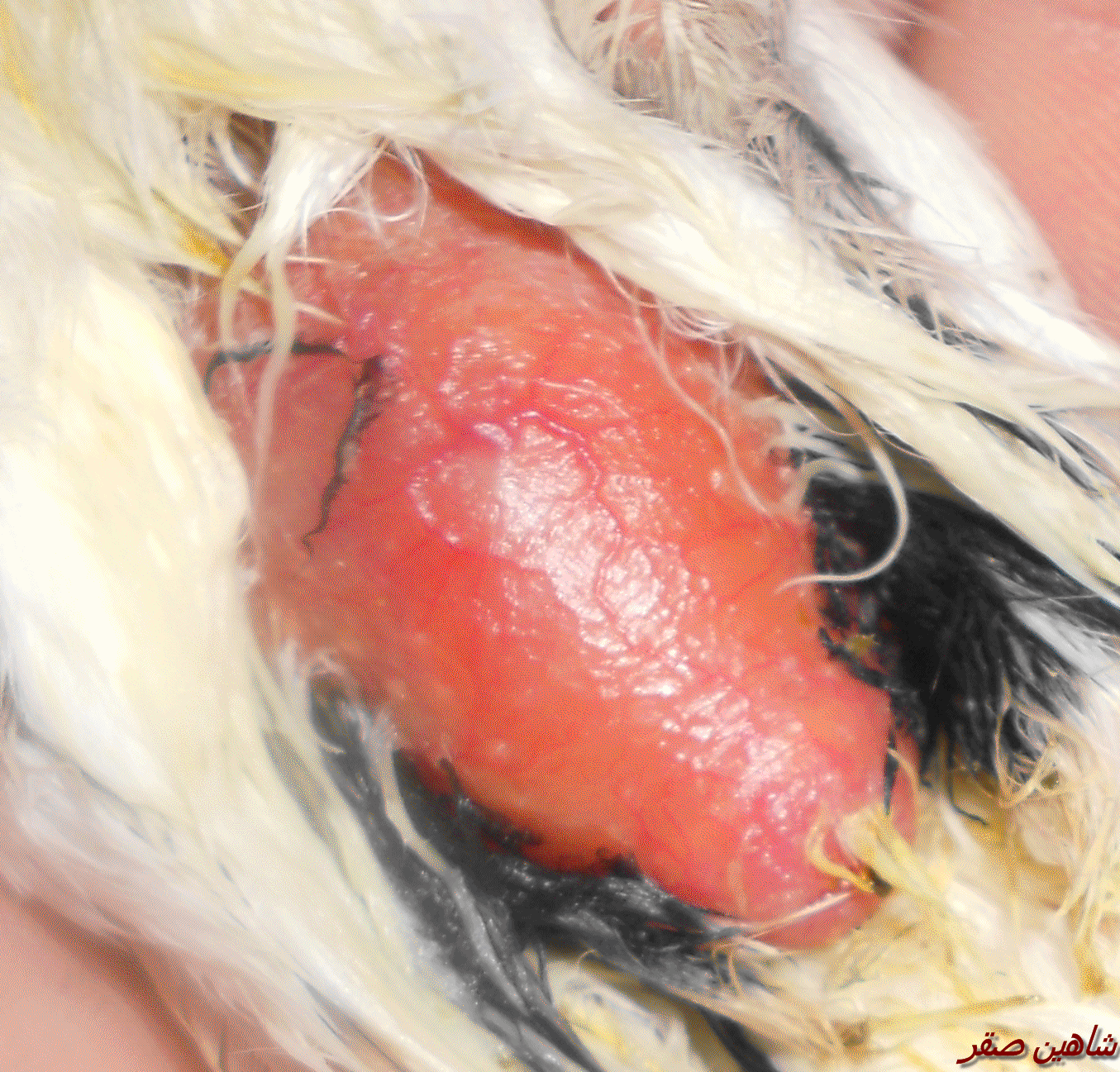 صورة