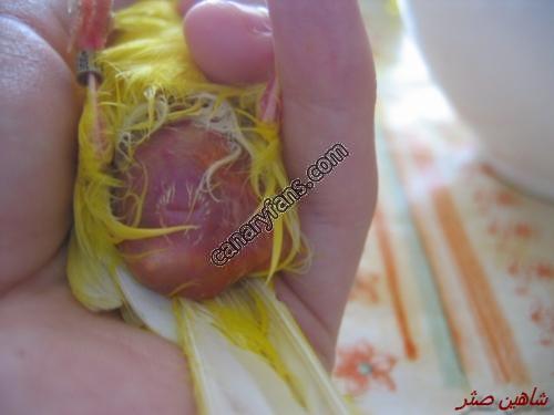 صورة