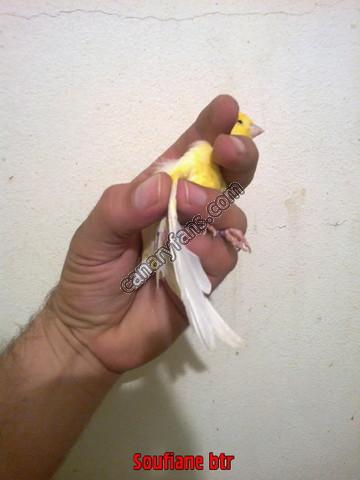 صورة