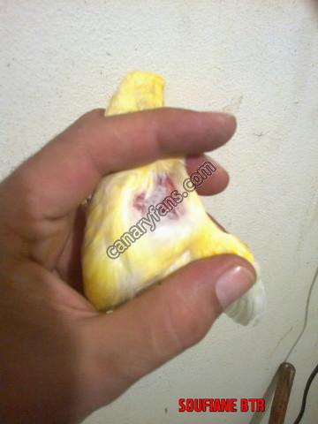 صورة