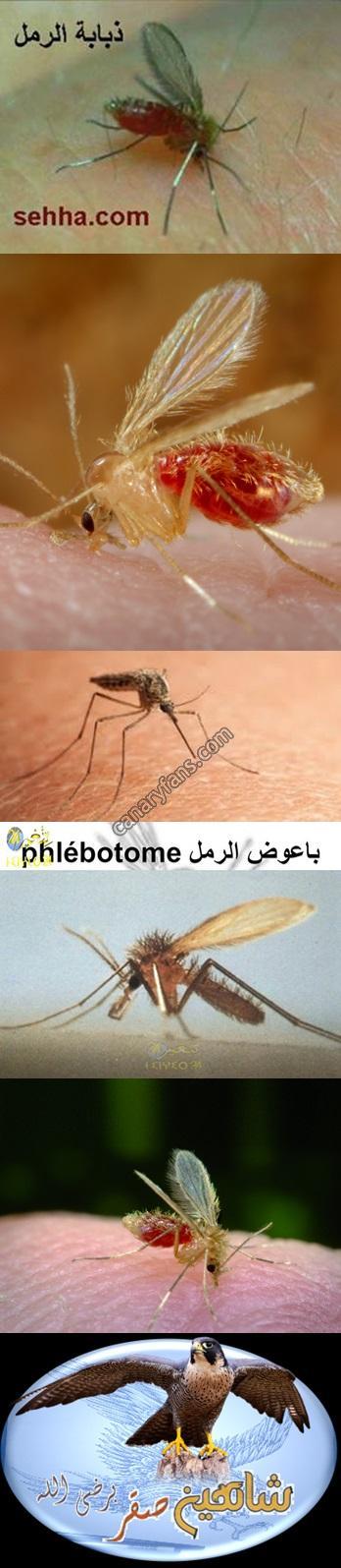 صورة