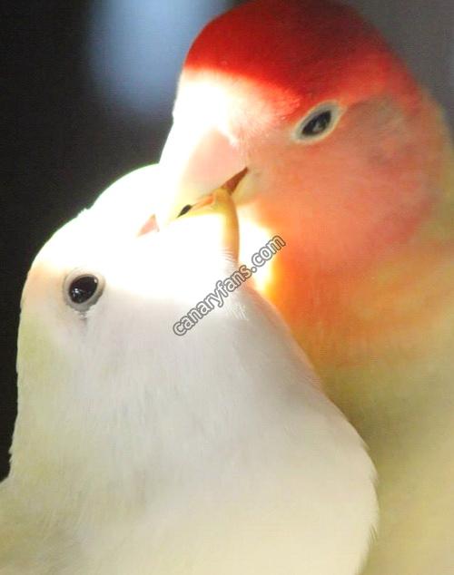 صورة