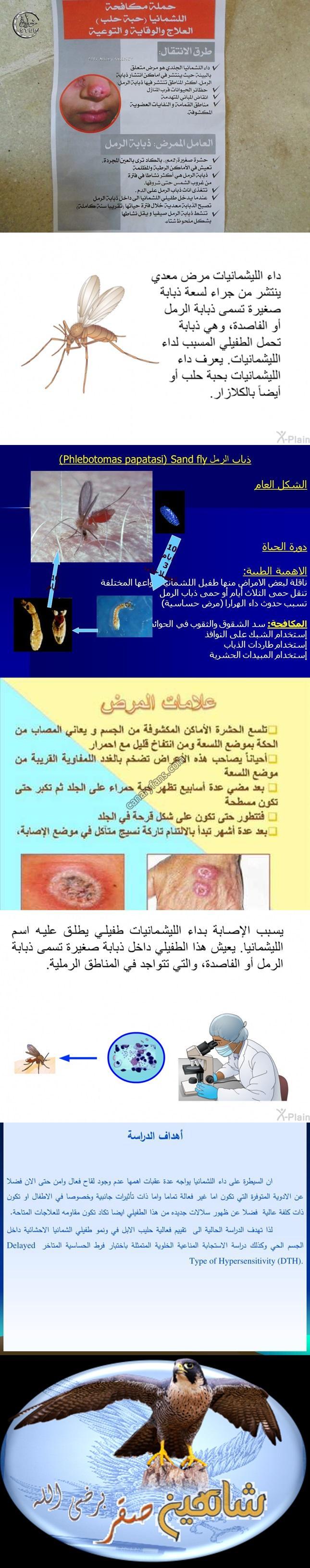 صورة