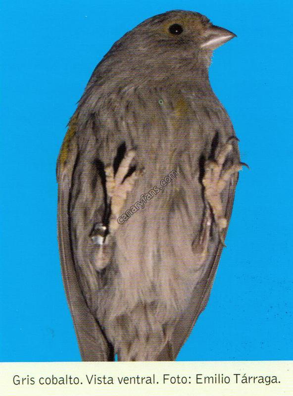 صورة