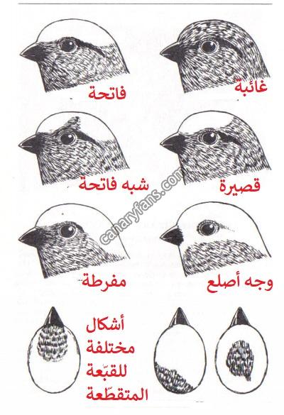 صورة