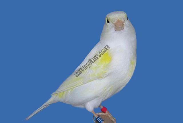 صورة