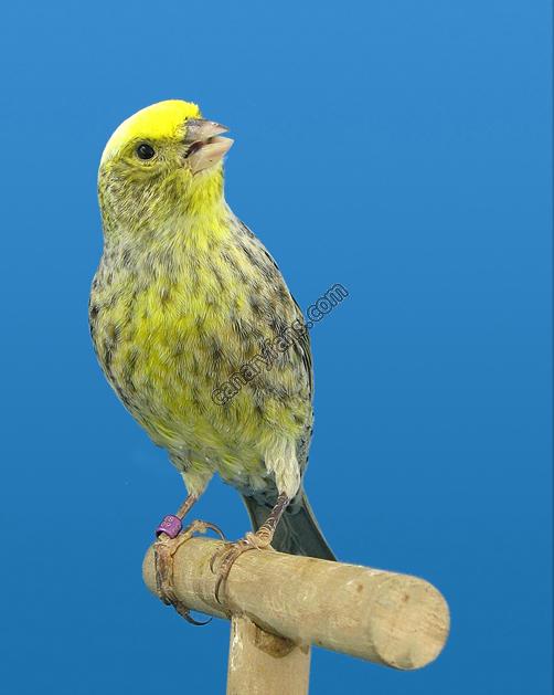 صورة
