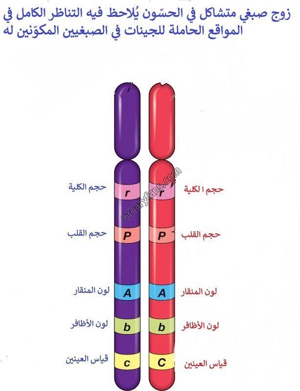صورة