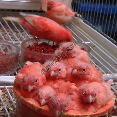 صورة