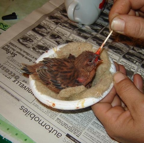 صورة