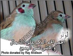 صورة