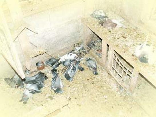 صورة