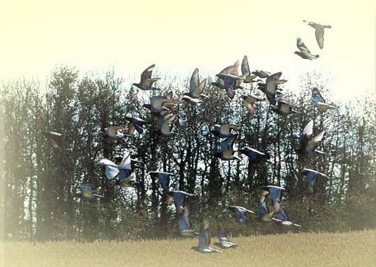 صورة
