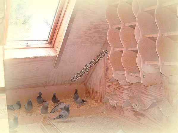 صورة