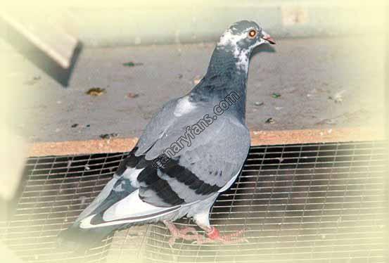 صورة