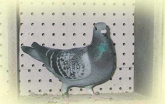 صورة