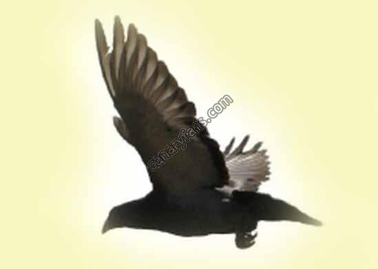 صورة