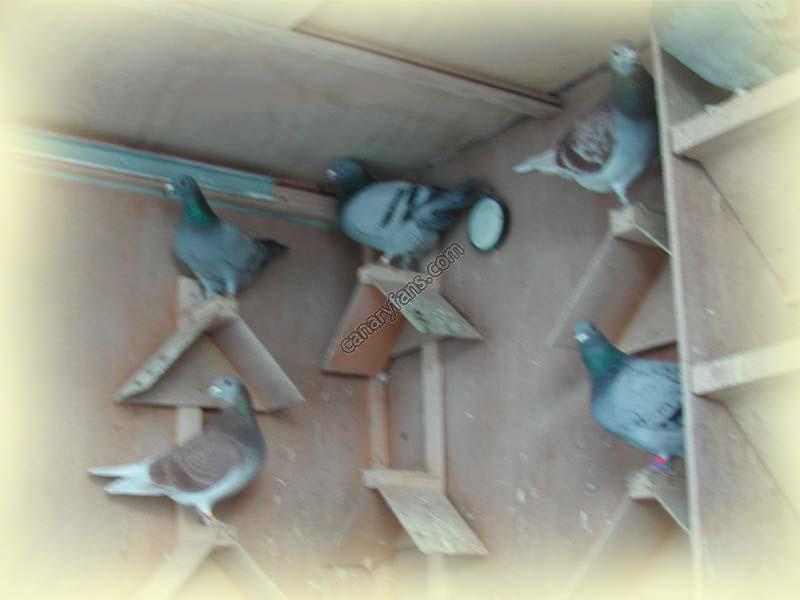 صورة
