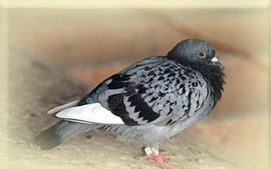 صورة