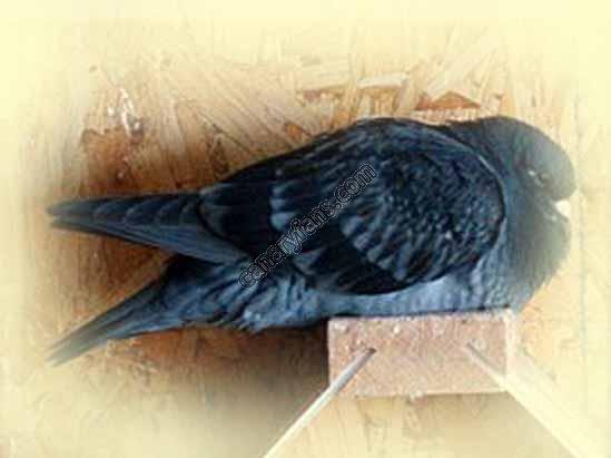 صورة