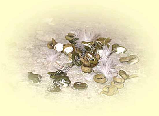 صورة