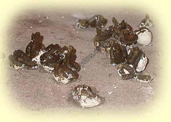 صورة