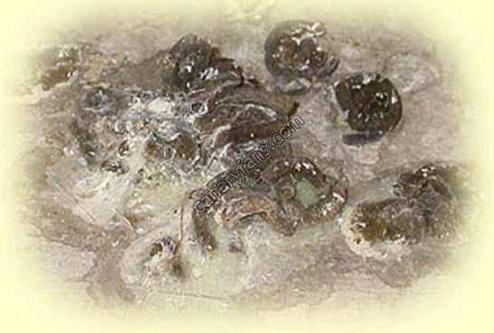 صورة