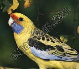 صورة
