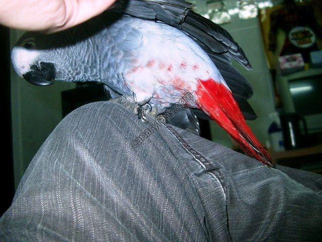 صورة