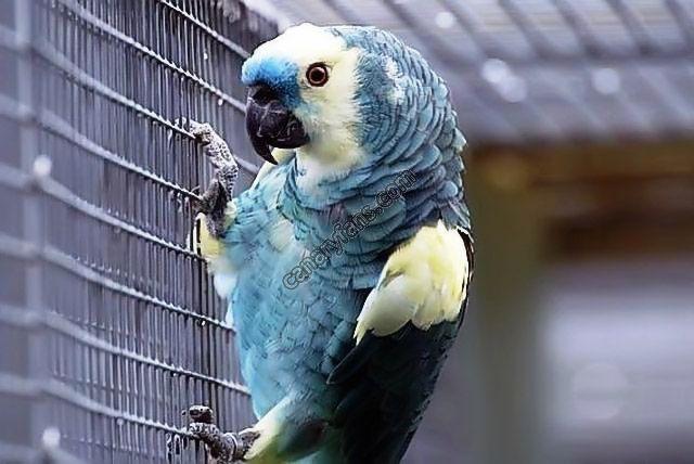 صورة