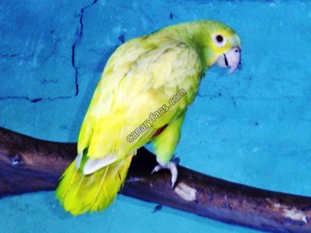 صورة