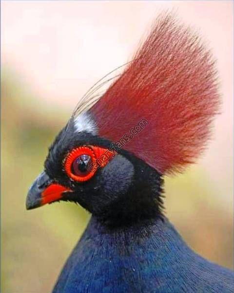 صورة