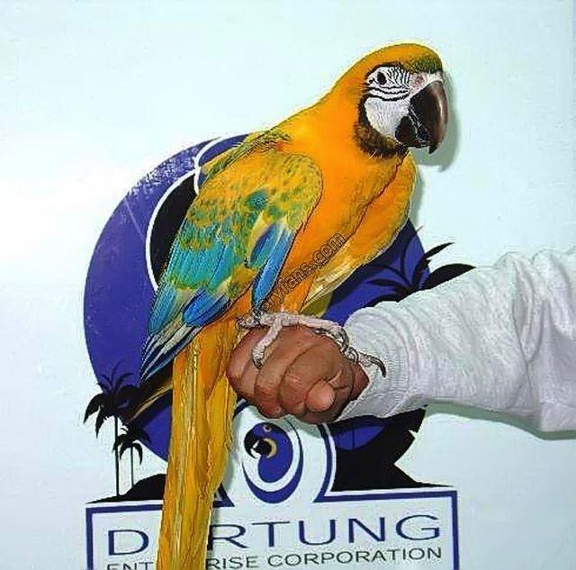 صورة