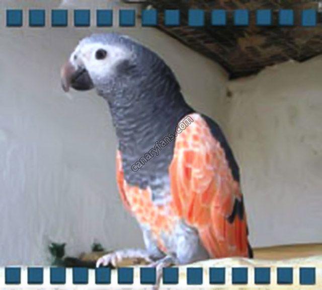 صورة