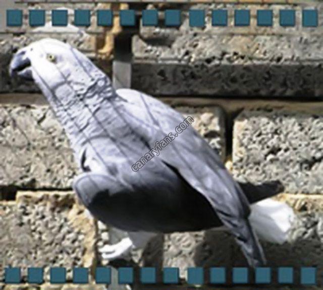 صورة