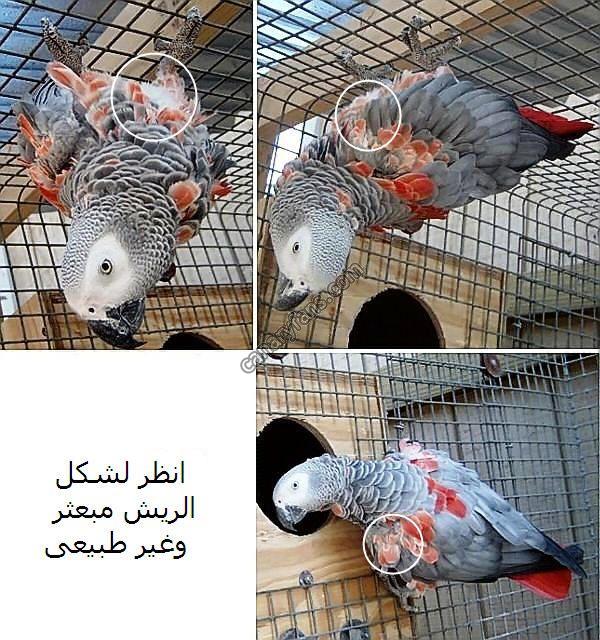 صورة