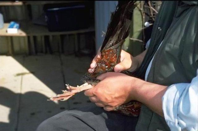 صورة