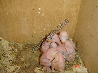 صورة