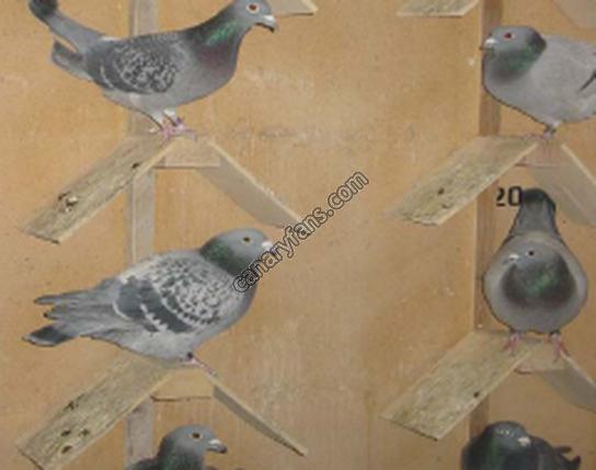 صورة