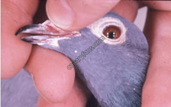 صورة